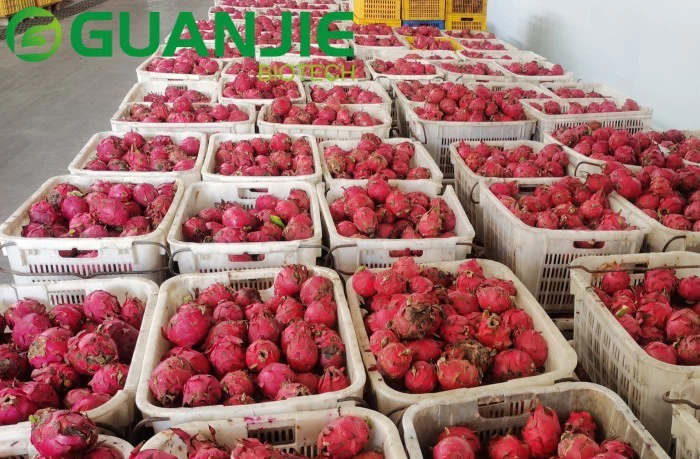 drogon fruit powder Processing Methods drogon fruit powder Processing Methods